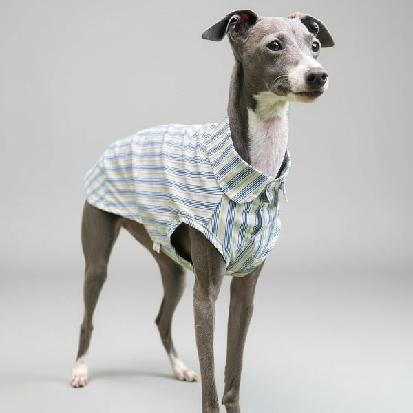 Whippet portant une chemise pour whippet rayée bleu et blanc en coton légère et élégante
