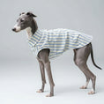 Charger l'image dans la visionneuse de la galerie, Whippet portant une chemise pour whippet rayée bleue et blanche de la marque Oscar et Plume

