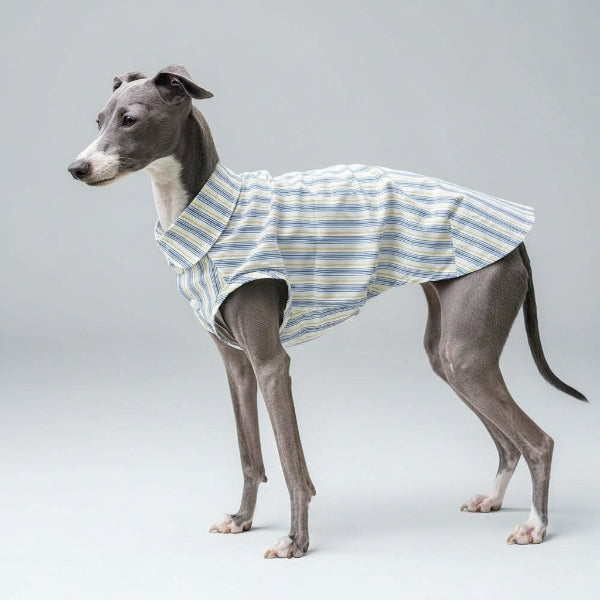 Whippet portant une chemise pour whippet rayée bleue et blanche de la marque Oscar et Plume