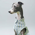 Charger l'image dans la visionneuse de la galerie, Whippet portant une chemise pour whippet rayée bleue et blanche avec boutons au jardin
