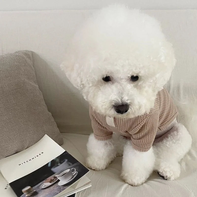 Chien blanc portant une chemise élégante pour chien beige tricotée sur un canapé avec un livre