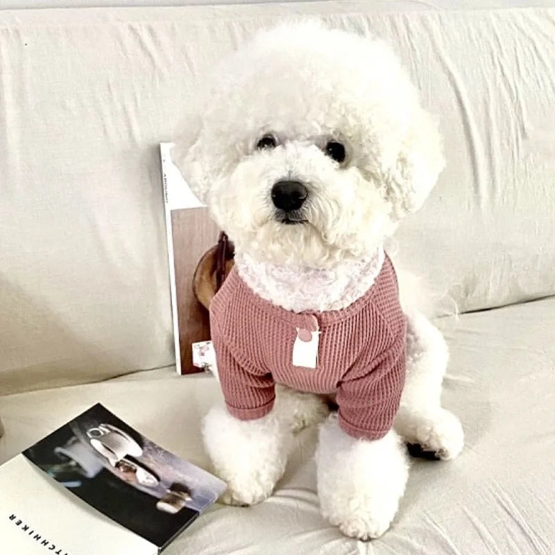 Chien blanc portant une chemise élégante pour chien rose tricotée assis sur un canapé