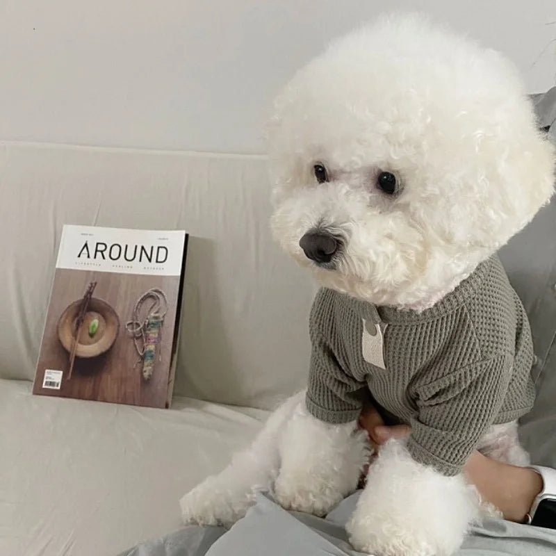 Chien blanc portant une chemise élégante pour chien grise en tricot confortable sur un canapé
