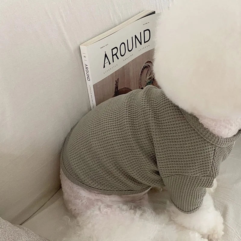 Chien blanc portant une chemise élégante pour chien en tissu texturé gris clair
