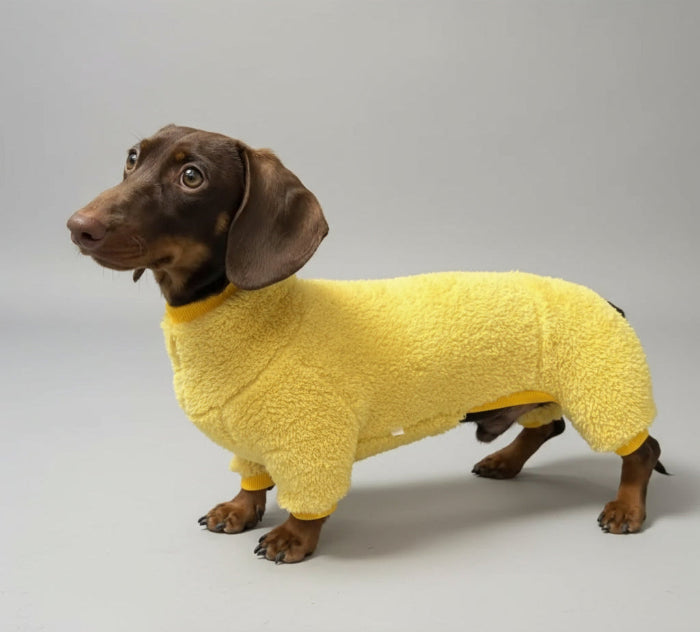 Teckel brun portant un pull polaire pour teckel jaune Oscar et Plume combinaison douce et chaude