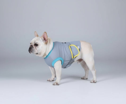Chien portant un vêtement post-opératoire chien gris et bleu pour protection après chirurgie