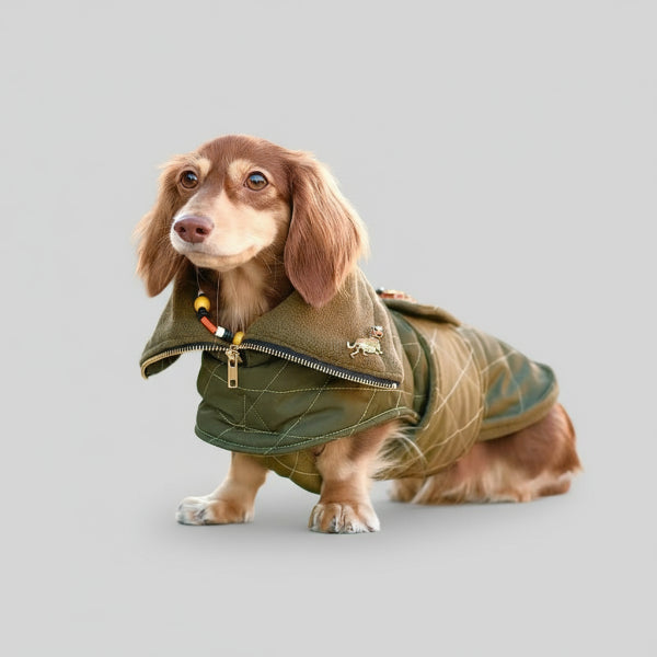 Teckel à poil long portant un manteau pour teckel matelassé kaki avec fermeture eclair idéal pour promenades automnales