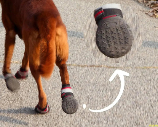 Chien marchant avec chaussures pour chien Oscar et Plume pour protection des pattes sur sol dur