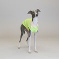 Load image into Gallery viewer, Polo respirant pour lévrier en vert avec col beige, parfait pour les journées ensoleillées.
