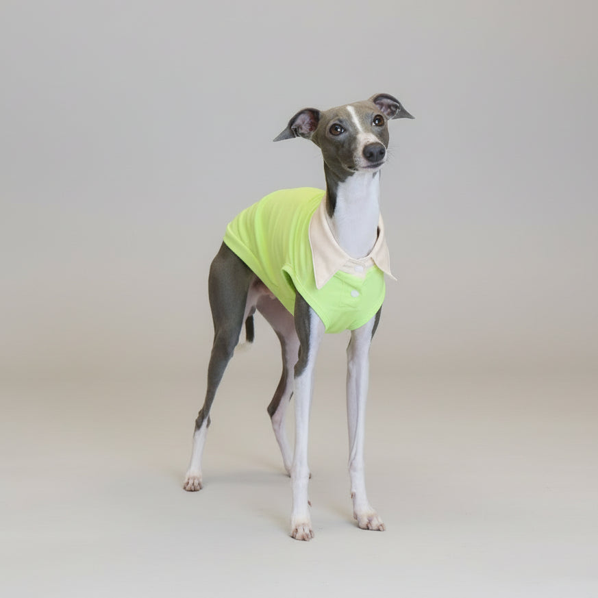 Polo respirant pour lévrier en vert avec col beige, parfait pour les journées ensoleillées.