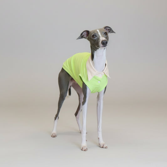 Polo respirant pour lévrier en vert avec col beige, parfait pour les journées ensoleillées.