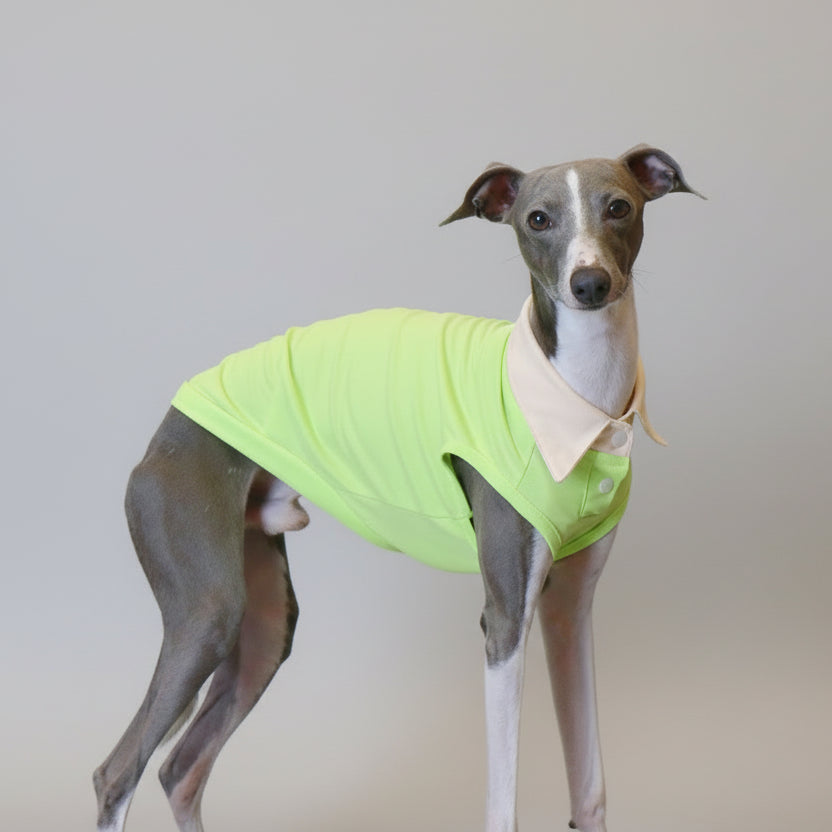 Polo respirant pour lévrier en vert fluo, idéal pour les journées ensoleillées