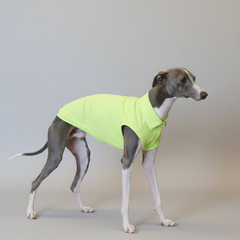 Polo respirant pour lévrier de Oscar et Plume en vert lumineux sur un lévrier élégant