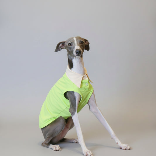 Polo respirant pour lévrier en vert fluo avec col classique pour chien élégant