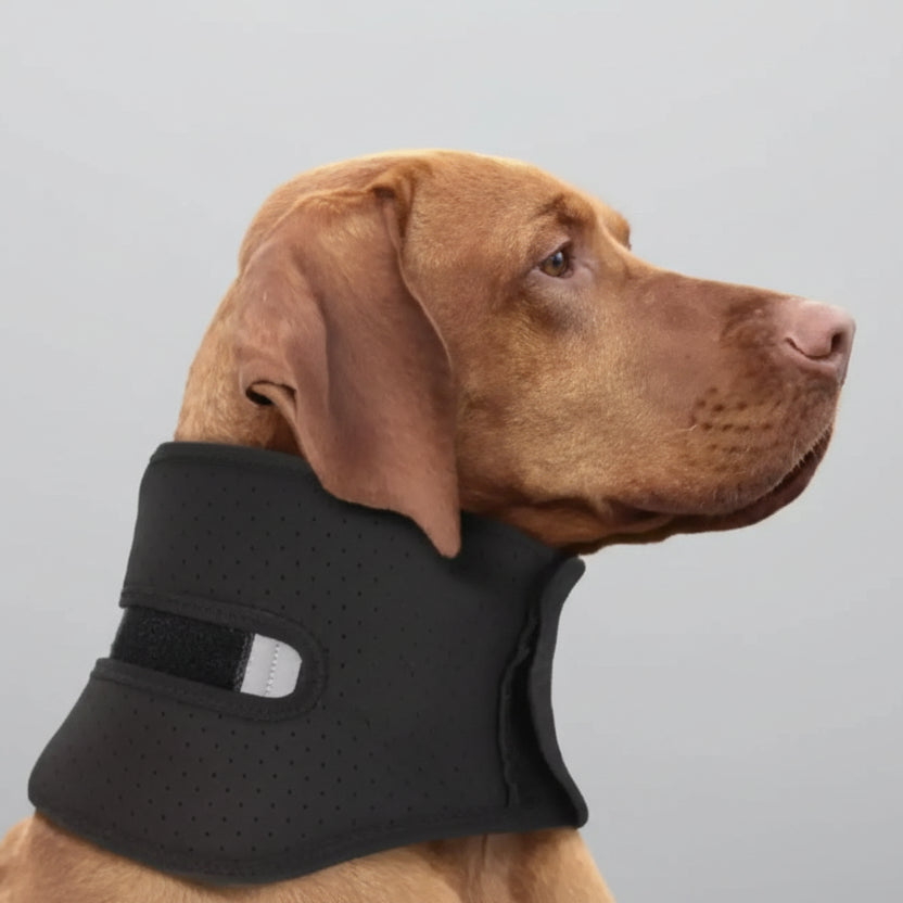 Collerette anti léchage chien en noir, conçue pour prévenir les léchages chez les animaux de compagnie