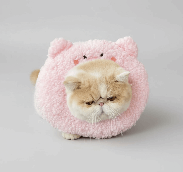 Collerette pour chat en forme de tête de cochon, douce et confortable, parfaite pour la récupération