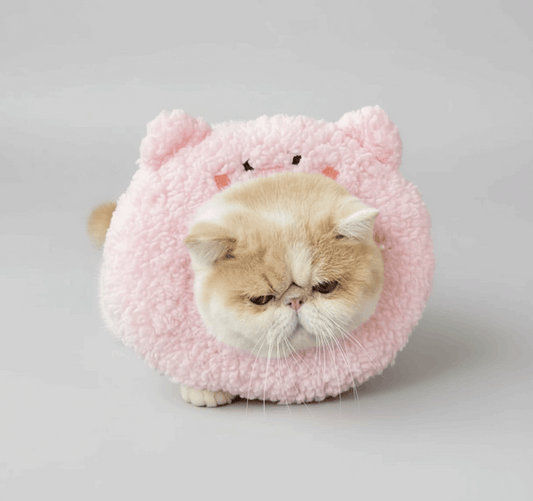 Collerette pour chat en forme de tête de cochon, douce et confortable, parfaite pour la récupération