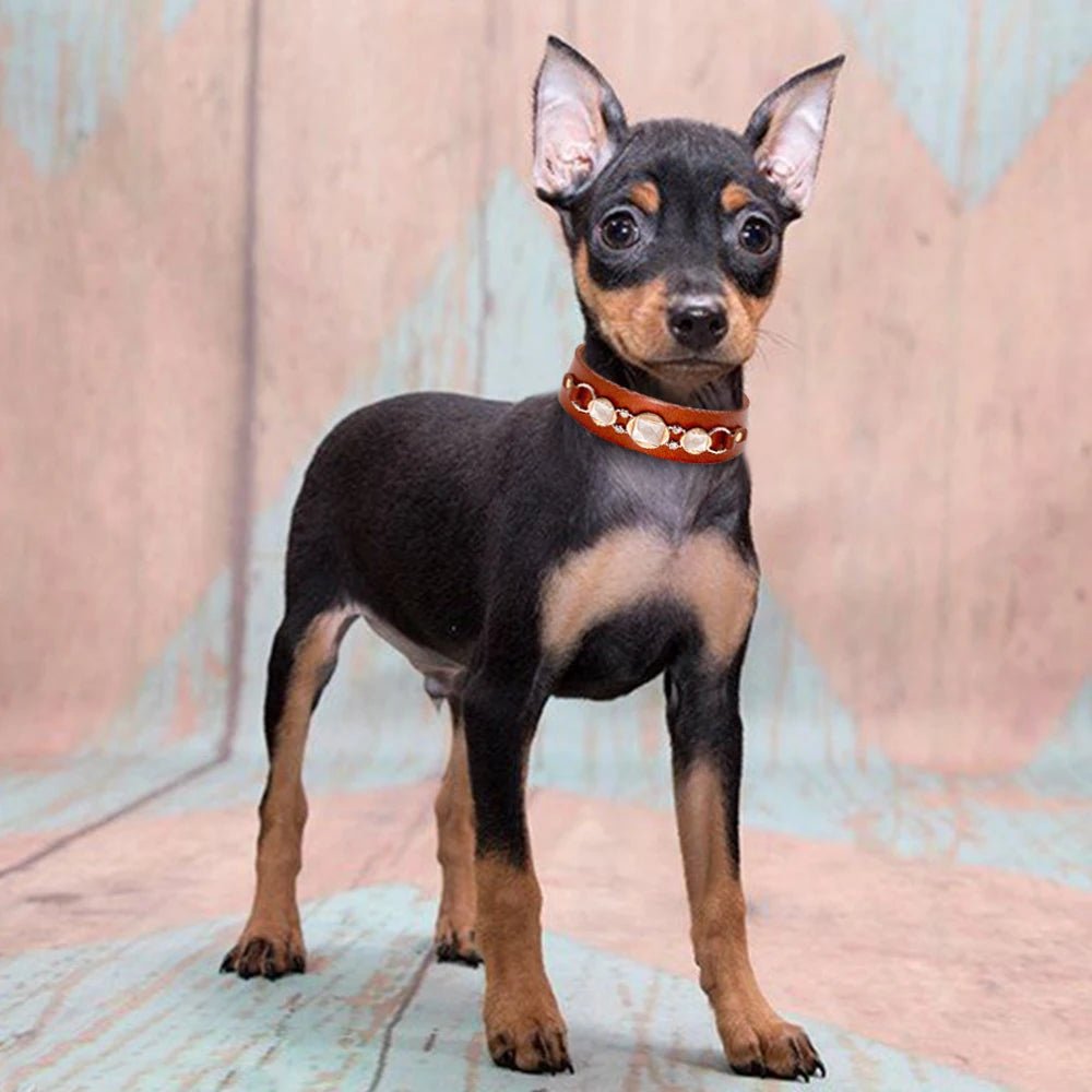 Collier bijou en cuir véritable pour petit chien Oscar et Plume