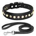 Load image into Gallery viewer, Collier brillant et perle en cuir véritable pour petit chien et chat Oscar et Plume Collier + laisse noir / XS
