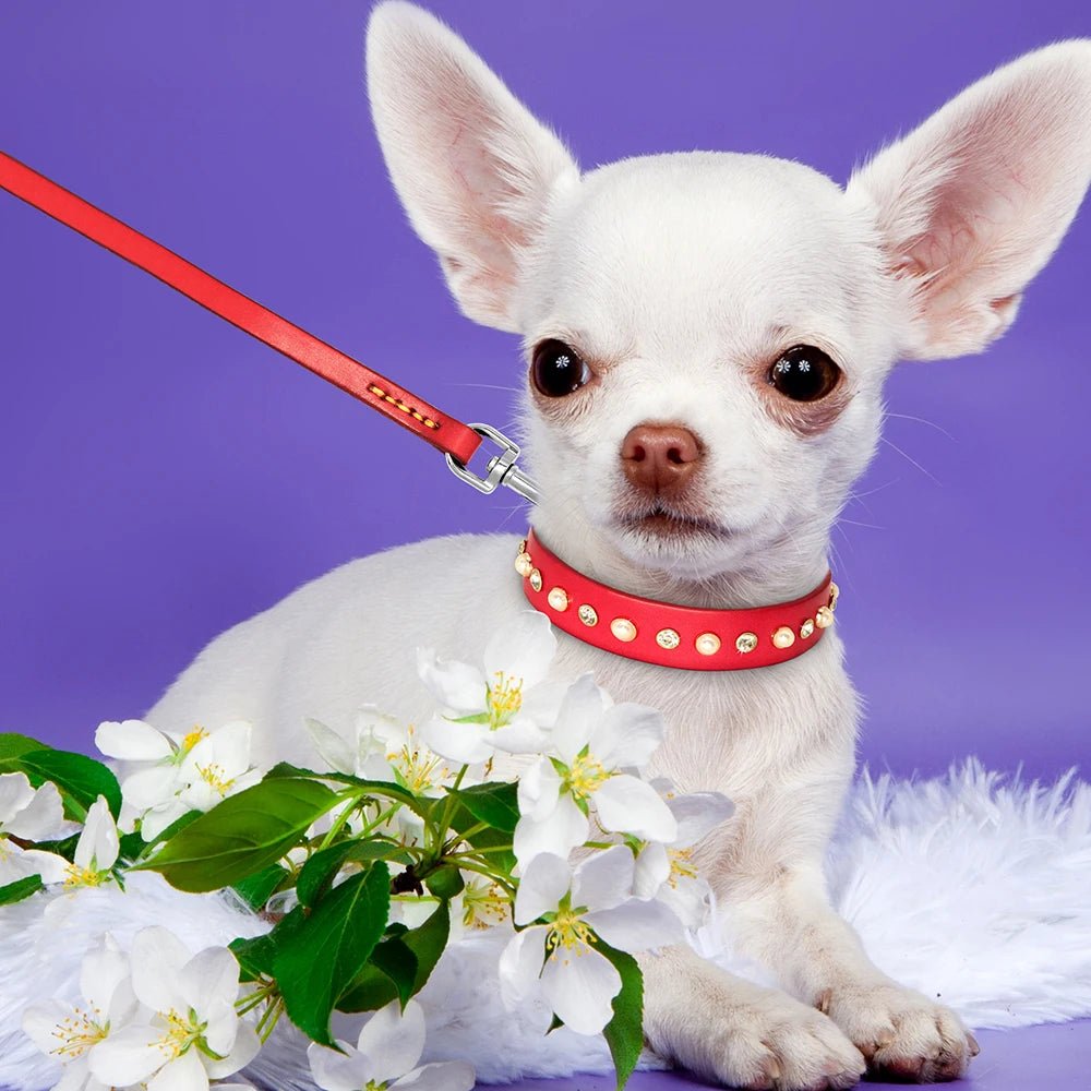 Collier brillant et perle en cuir véritable pour petit chien et chat Oscar et Plume