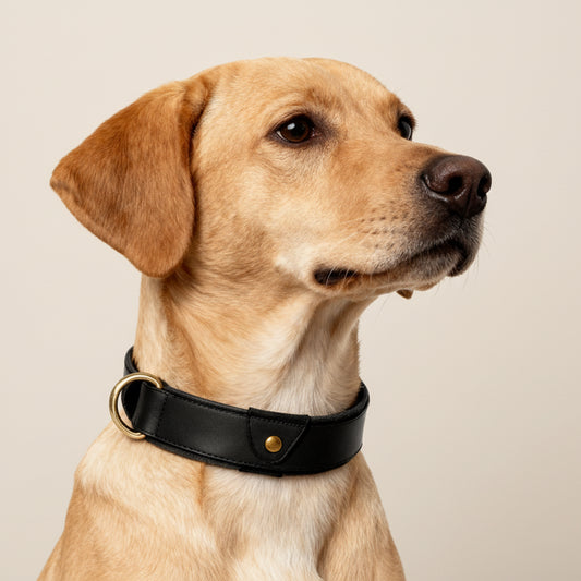 Collier chien cuir avec Emplacement AirTag, élégant et pratique pour suivre votre animal de compagnie