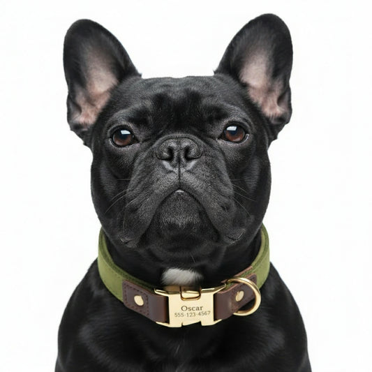 Bouledogue français noir portant un collier chien personnalisable vert et brun en cuir avec médaille gravée