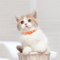 Load image into Gallery viewer, Collier clouté en cuir pour chat et petit chien - Oscar et Plume
