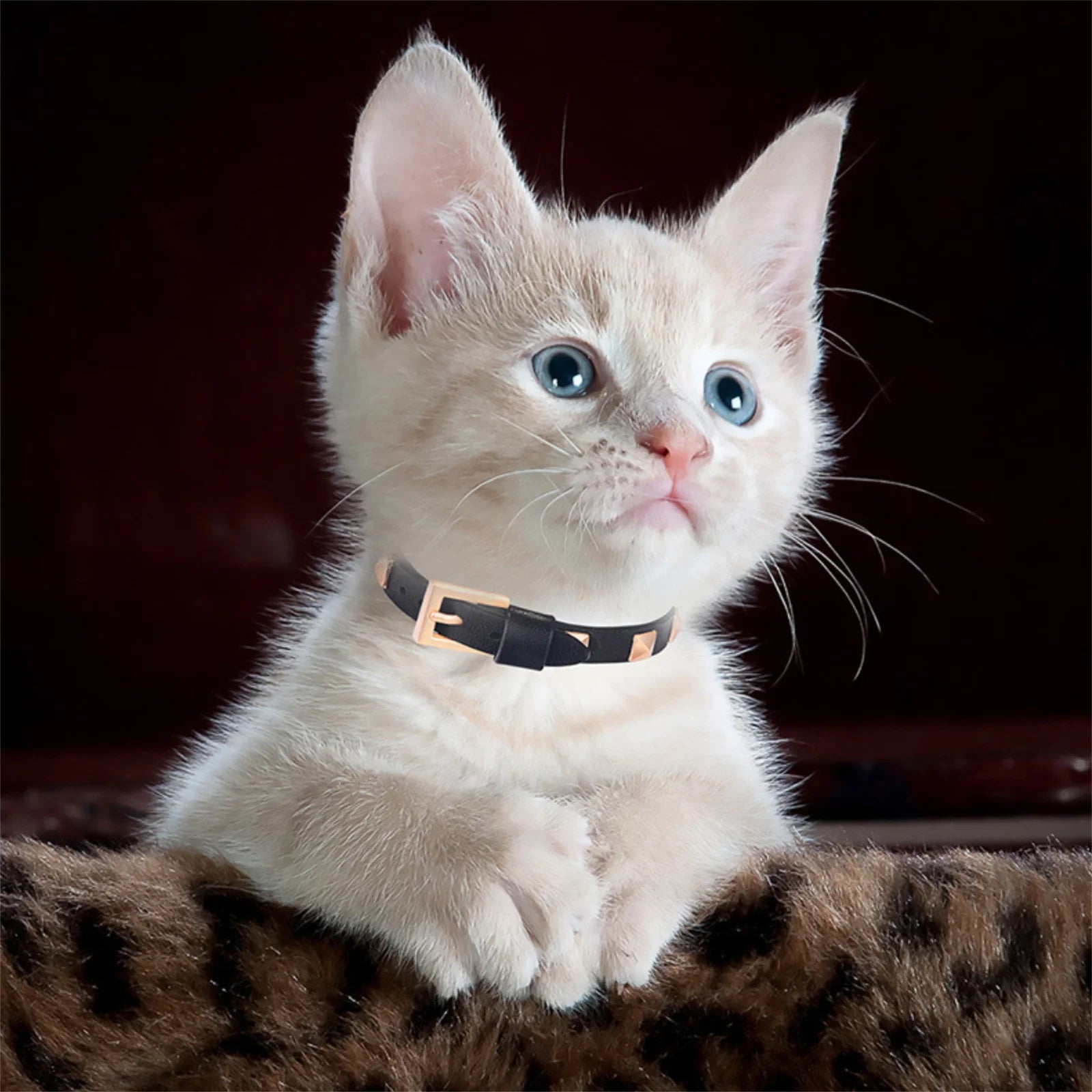 Chaton aux yeux bleus portant un collier clouté pour chat sur un arrière-plan doux