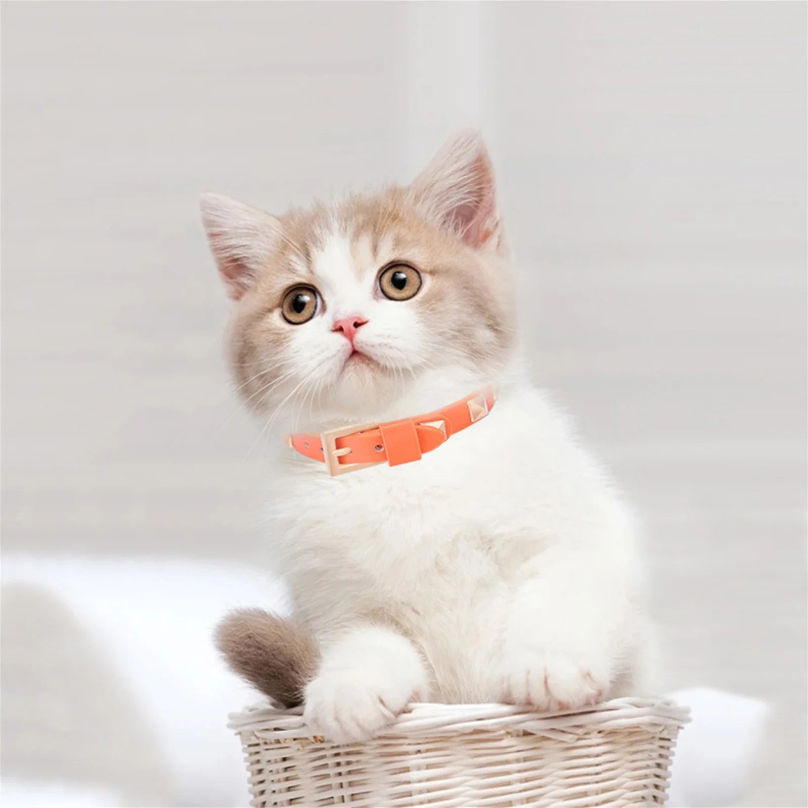 Un chat mignon avec un collier clouté pour chat de couleur orange, assis dans un panier.