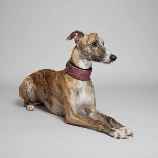 Lévrier allongé sur un lit, portant un collier confortable lévrier avec un design coloré