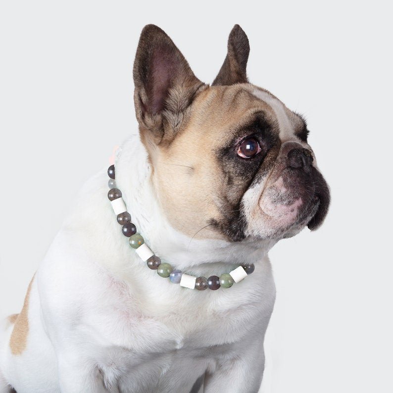 Collier Anti-Tique Chien