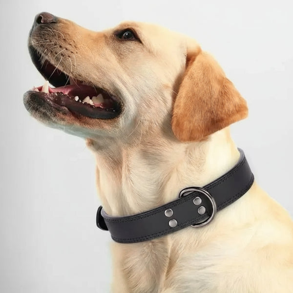 Chien portant un collier cuir chien design noir signé Oscar et Plume avec boucle métallique robuste