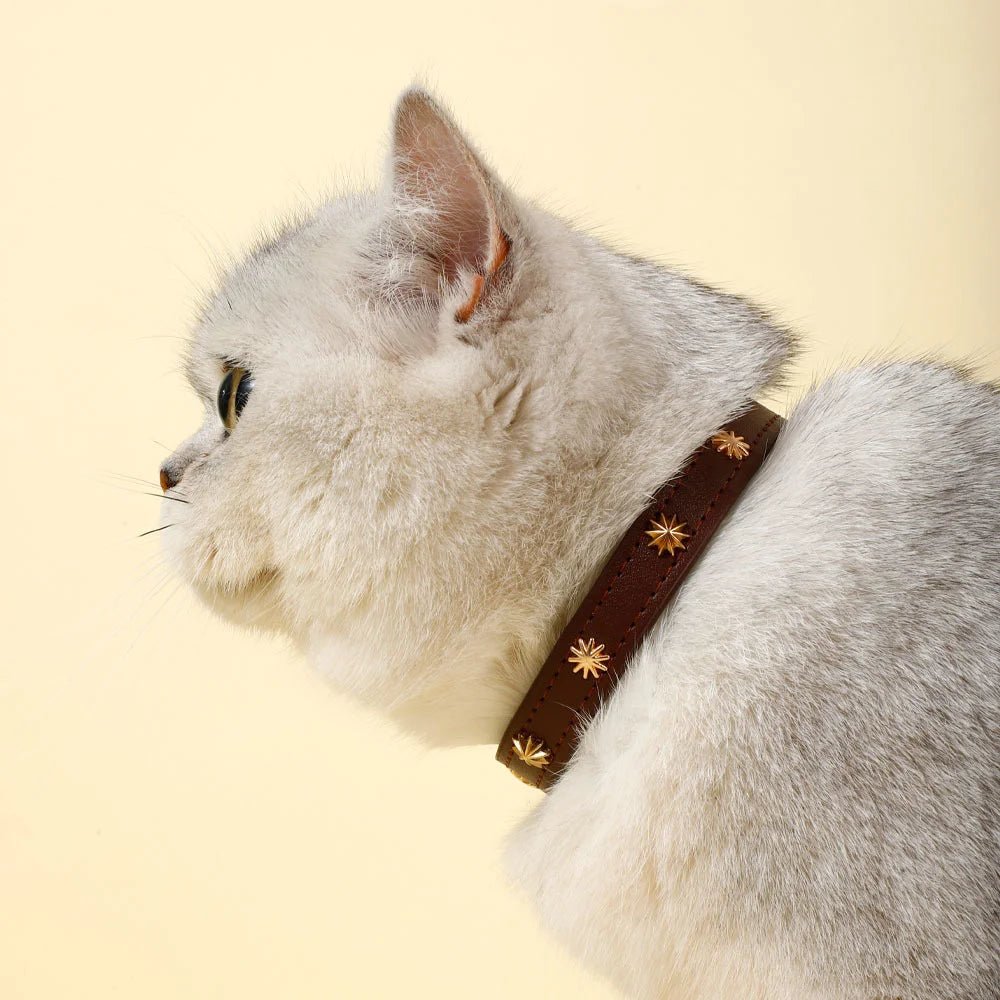 Chat blanc portant un collier design pour chat marron orné de petites étoiles dorées