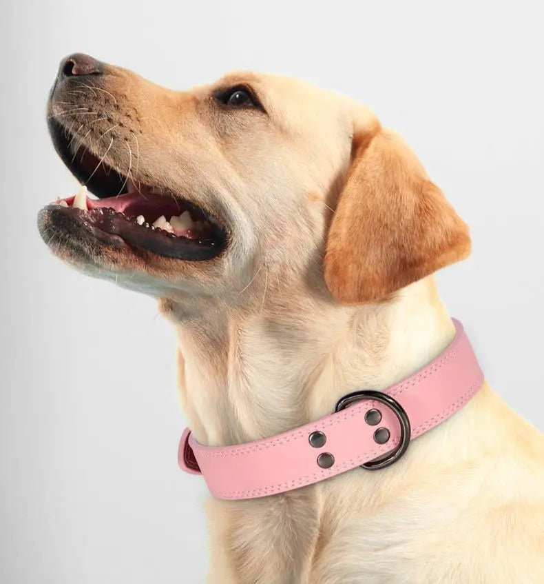 Collier élégant en Cuir pour chien Oscar et Plume Noir / S