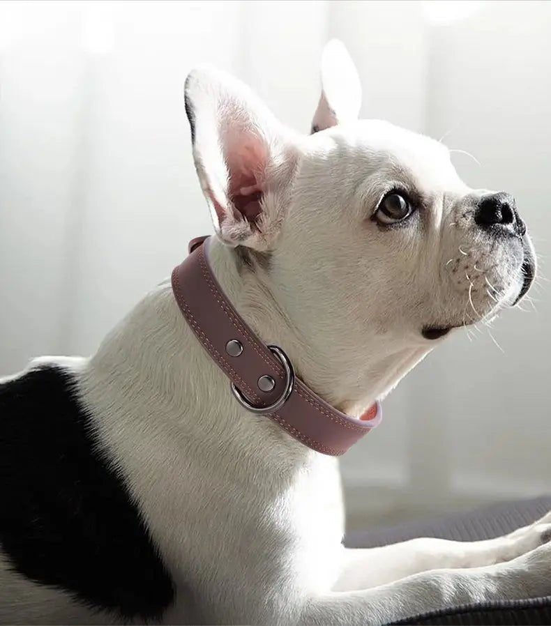 Collier élégant en Cuir pour chien Oscar et Plume Noir / S