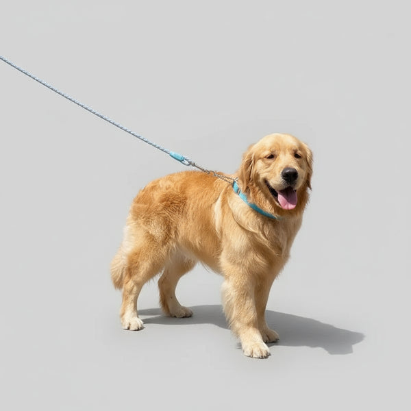 Chien Golden Retriever tenu en laisse faisant partie d'un collier et laisse pour chien d'Oscar et Plume