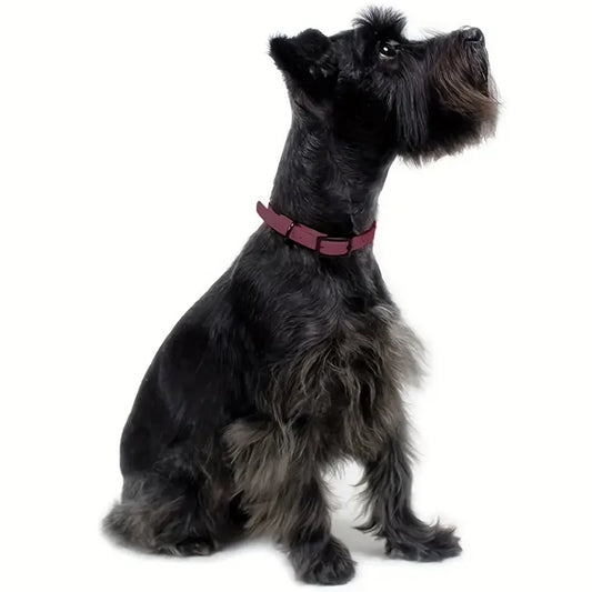 Chien noir avec un collier imperméable pour chien couleur bordeaux, assis et regardant vers le haut