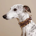 Load image into Gallery viewer, Collier large pour lévrier en cuir marron avec motif léopard, parfait pour le style canin
