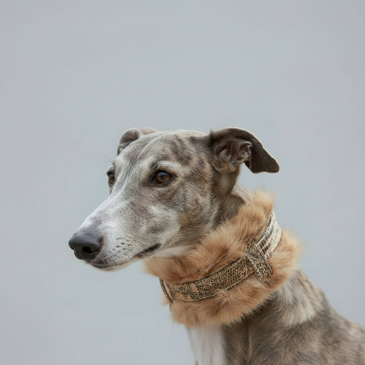 Collier lévrier en fausse fourrure, stylé et confortable pour les lévriers avec une belle finition