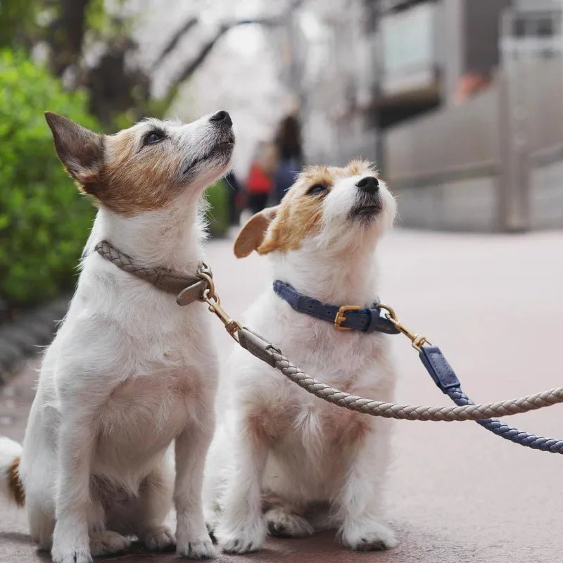 Collier ou collier + laisse tressé en cuir durable pour chien Oscar et Plume