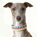 Charger l'image dans la visionneuse de la galerie, Collier chien coloré et tissé pour Greyhound, confort et style pour votre animal
