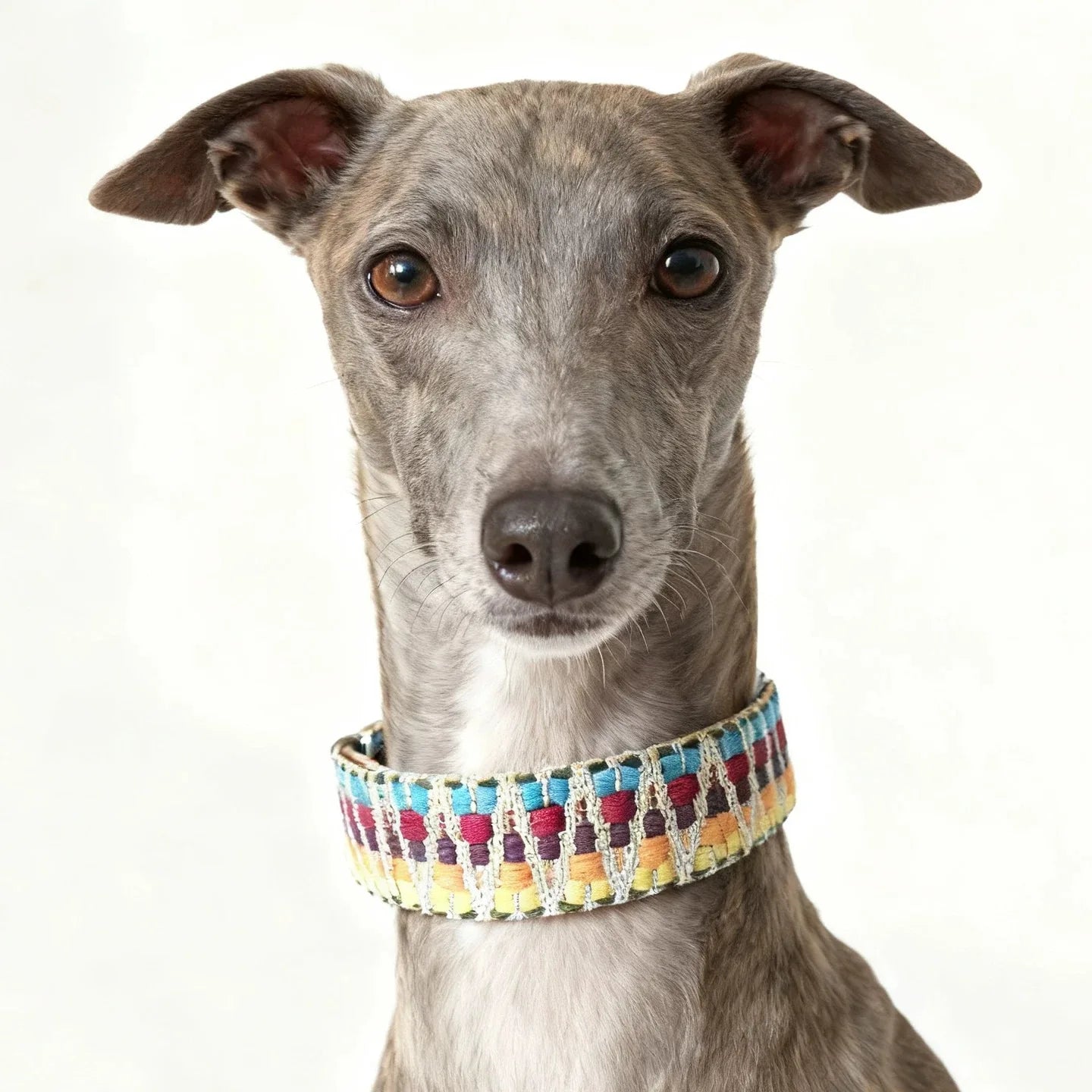 Collier chien coloré et tissé pour Greyhound, confort et style pour votre animal