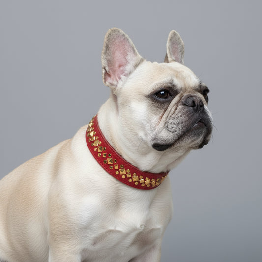 Chien portant un collier pour chien design rouge à motifs dorés par Oscar et Plume