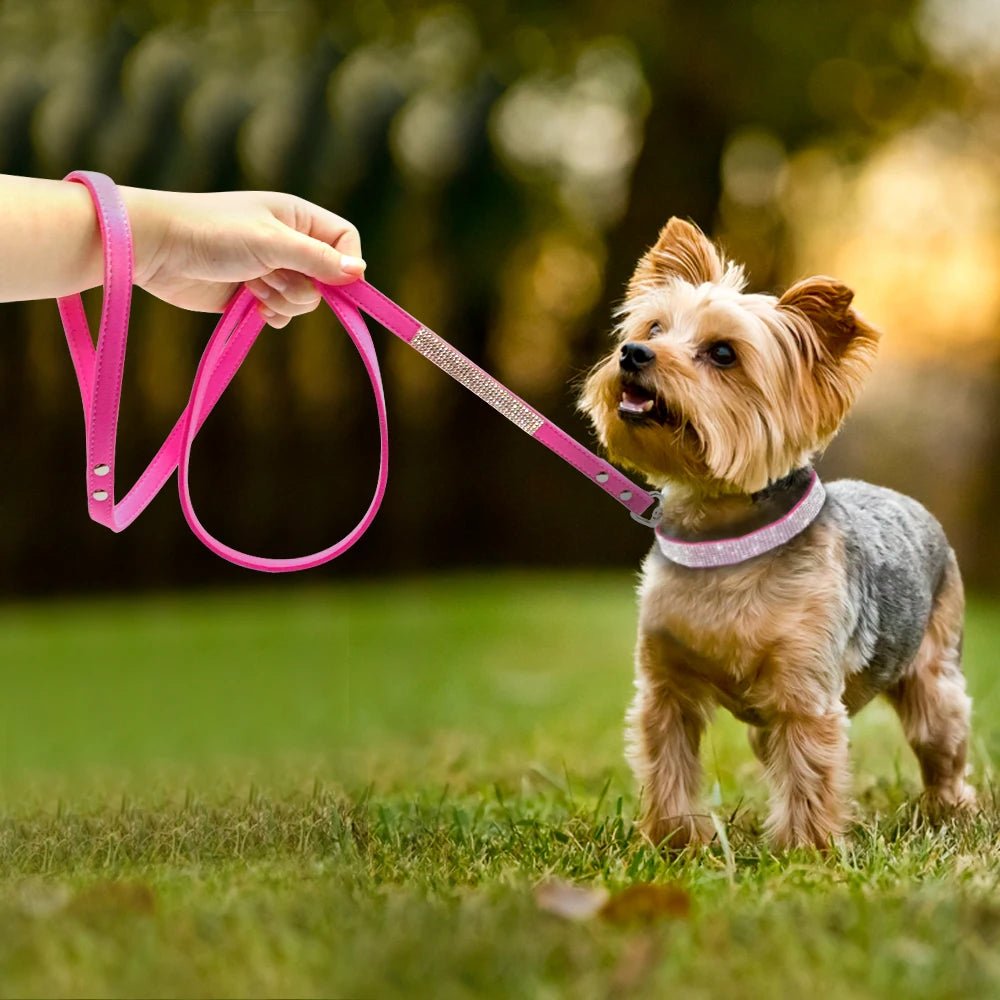 Collier strass pour chien Oscar et Plume