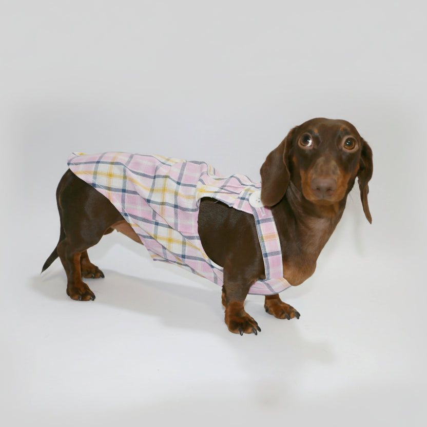 Combinaison été pour teckel en motif écossais, idéale pour les journées ensoleillées