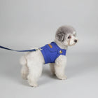 Petit chien blanc portant une veste pour chien bleu avec laisse attachée à l'intérieur