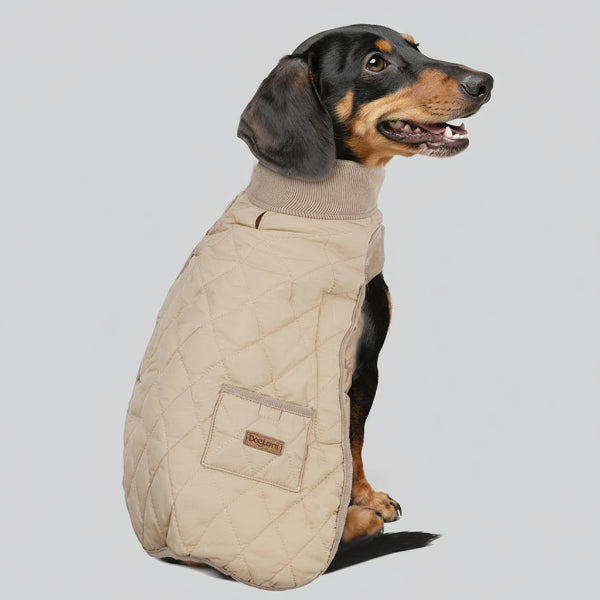 Chien teckel noir et feu portant un manteau matelassé beige à col côtelé Oscar et Plume manteau hiver pour teckel