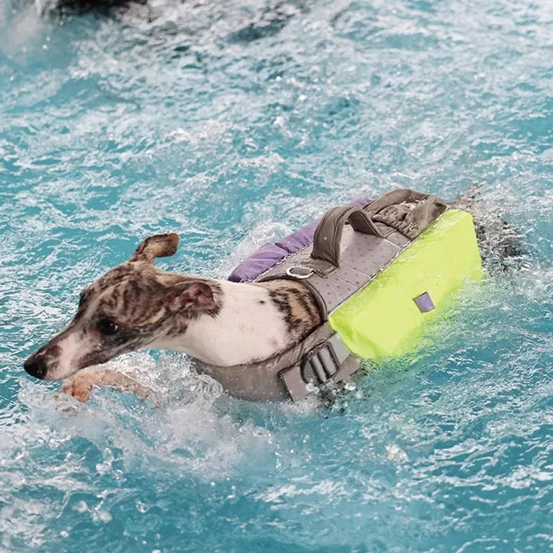 Un chien nageant en toute sécurité dans l'eau avec un gilet de sauvetage pour chien de Oscar et Plume