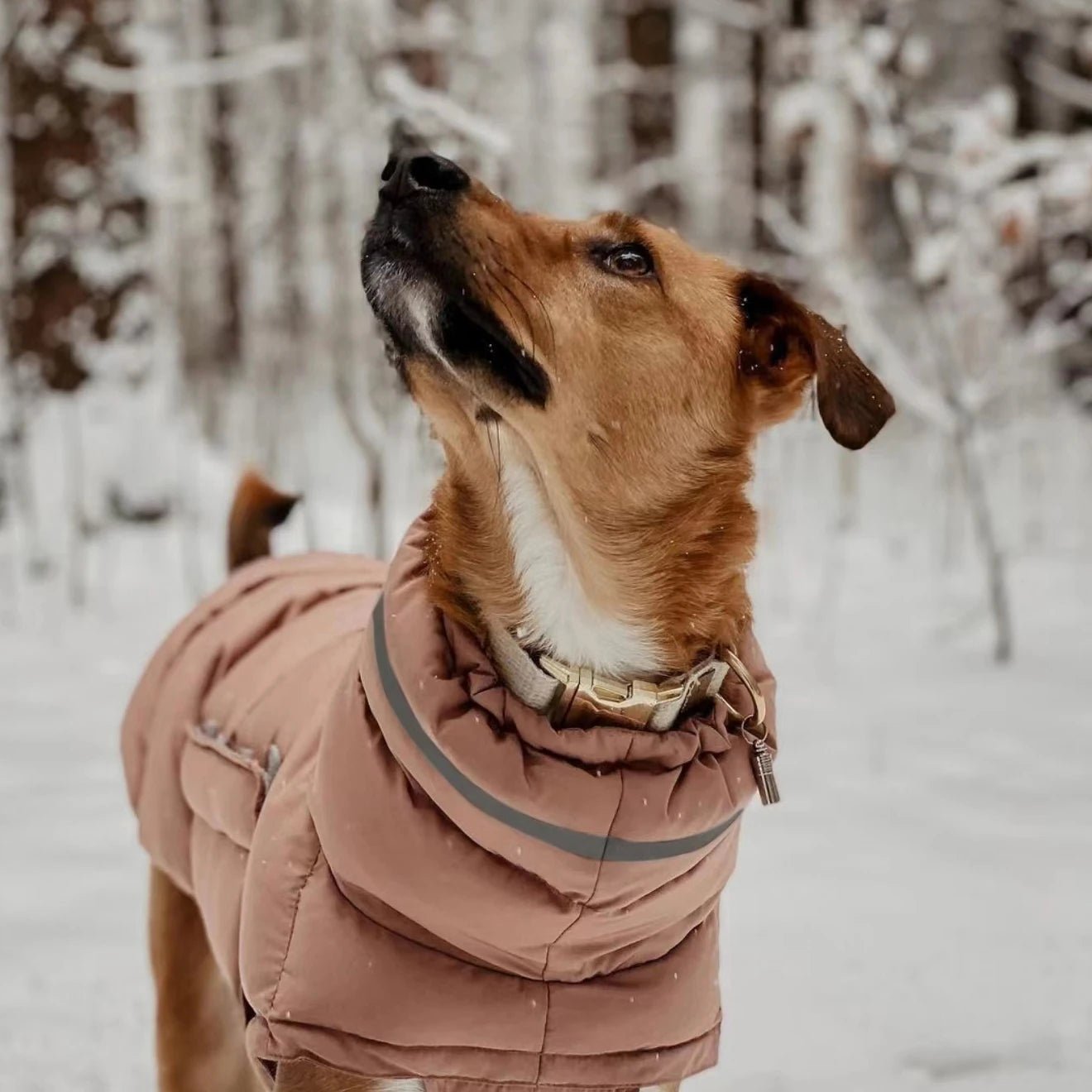 Doudoune coupe-vent et imperméable pour chien Oscar et Plume