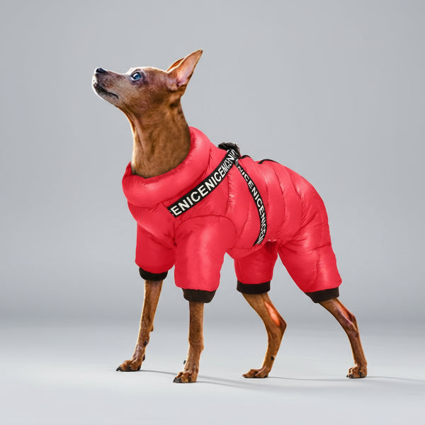 Oscar et Plume doudoune imperméable pour chien rouge sur un petit chien brun dans la neige